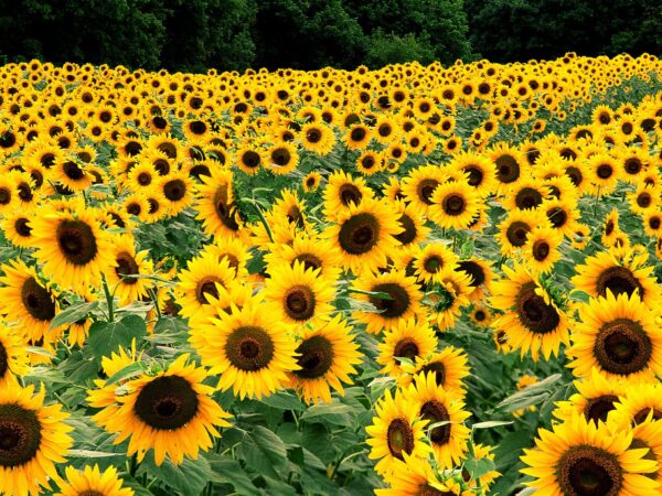 Wallpaper Sunflowers, Field