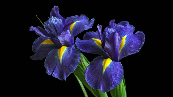 Wallpaper Purple, Irises, Flowers