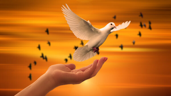 Wallpaper Dove, Flying