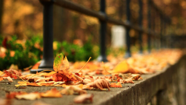 Wallpaper Blur, Leaves, Street, Fall, Dry, Nature, Desktop, Background, Leaf, Down