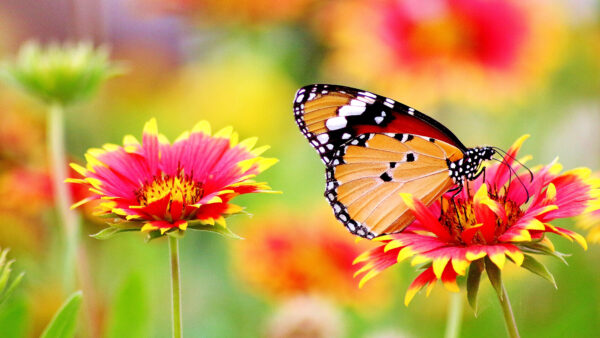 Wallpaper Flowers, Flower, Blur, Sitting, Yellow, Pink, Butterfly, Background, Black