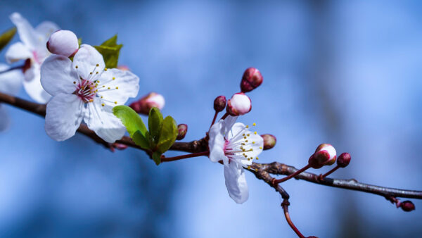 Wallpaper Blue, Blur, Blossom, Spring, Flowers, Branch, Background
