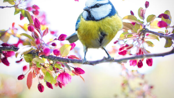 Wallpaper And, Tree, Green, Branch, Desktop, With, White, Blossom, Animals, Bird, Blue, Flowers