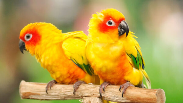 Wallpaper Wood, Red, Green, Sitting, Birds, Desktop, Blur, Parrots, Yellow, And, Are, Background