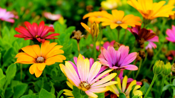 Wallpaper With, Mobile, Desktop, Colorful, Leaves, Flowers