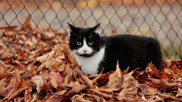 Wallpaper Dry, Black, White, Leaves, Cat, Desktop, Standing