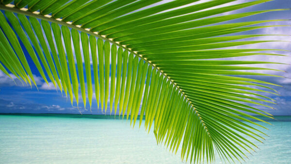 Wallpaper Leaf, Above, Tree, Beach, Palm