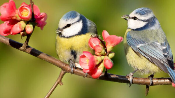 Wallpaper Birds, Garden, Yellow, Gray, British, Desktop, With, And