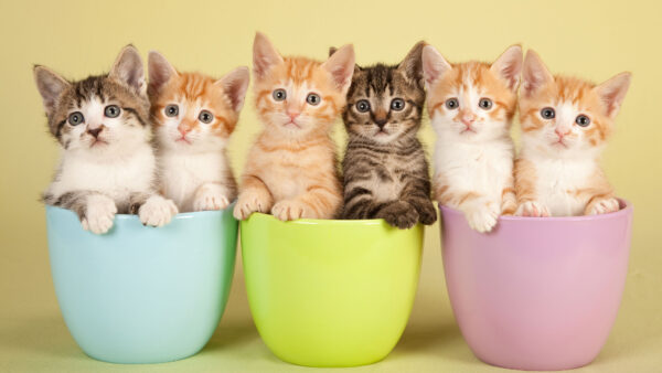 Wallpaper White, Desktop, Mobile, Yellow, Pink, Brown, Inside, Kittens, Cups, Black, Kitten, Cat, Blue, WALL, Background