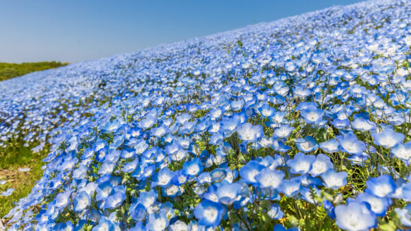 Wallpaper Blue, Flowers, White, Sky, Mobile, Plant, Slope, Under, Desktop