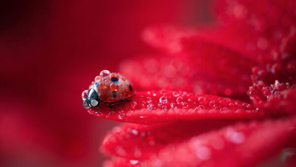 Wallpaper With, Ladybug, Animals, Red, Background, Desktop, Blur, Drops, Water, Flower