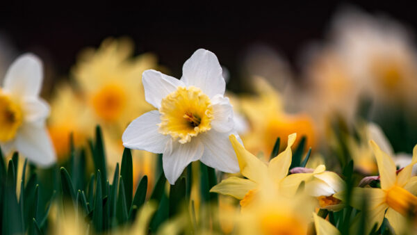 Wallpaper Daffodils, White, Yellow, Focusing, Mobile, Flowers, Desktop, Photography