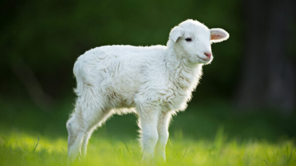 Wallpaper Green, Blur, Grass, White, Standing, Background, Lamb