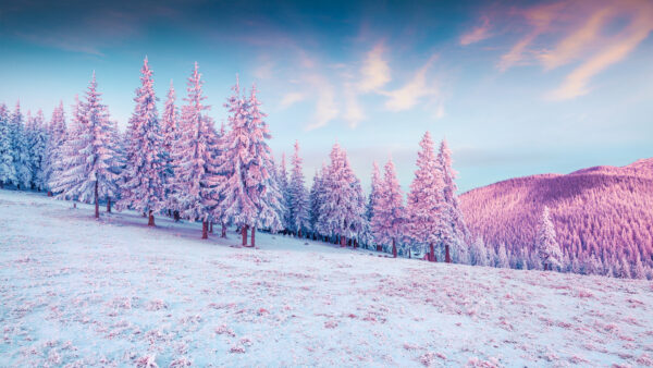 Wallpaper Beautiful, Under, Sky, Desktop, Snow, Trees, Field, Winter, Covered, Mobile, Blue, Spruce, Clouds, White