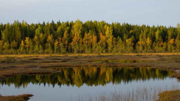 Wallpaper Forest, Covered, Trees, Under, Nature, Reflection, Desktop, River, Blue, Sky, Mobile