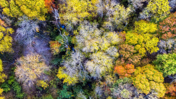 Wallpaper Autumn, Desktop, Forest, Colorful, Aerial, Nature, Trees, View