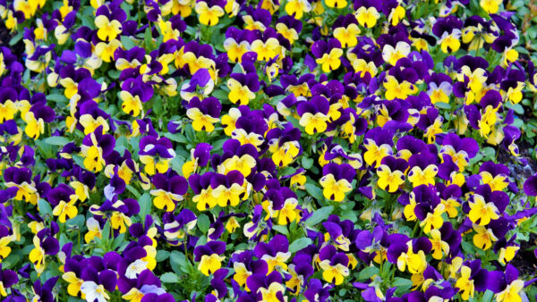 Wallpaper Yellow, Flowers, Purple, Desktop, Leaves, Green, Plants, Mobile