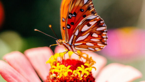 Wallpaper Butterfly, Yellow, Black, Red, Desktop, Flower, White, Orange, Petals