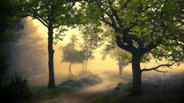 Wallpaper Trees, Forest, Desktop, Covered, Fog, Green, Nature