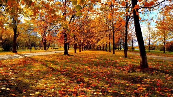 Wallpaper Trees, Straight, Nature, Park, Yellow, Beautiful, Autumn, Fall, Line