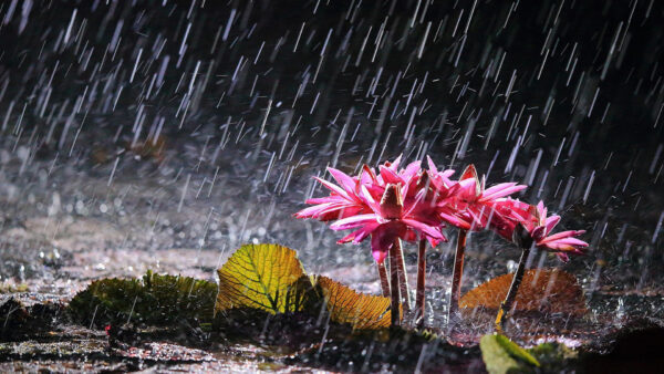 Wallpaper Pink, Flower, Falling, Water, Rain, Drops, Leaves, Lily, Green
