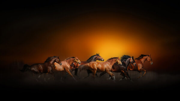 Wallpaper Desktop, Brown, Horse, Horses