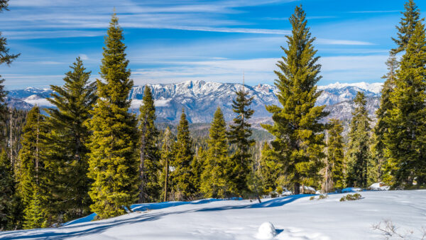 Wallpaper Mobile, Field, Spruce, Blue, Capped, Sky, Winter, Under, Green, Mountains, Desktop, Snow, Background, Trees