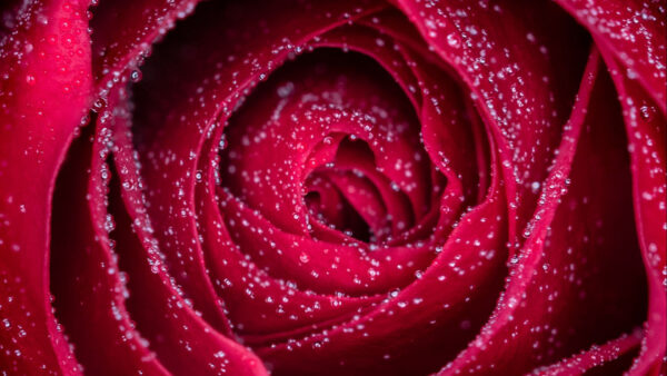 Wallpaper With, Flowers, Rose, Water, Closeup, Drops, Red