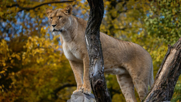 Wallpaper Desktop, Trees, With, Background, Wood, Standing, Lion