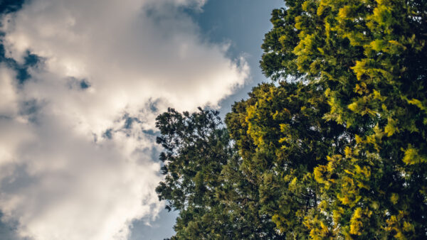 Wallpaper Nature, Branches, Under, Mobile, White, Clouds, Tree, Sky, Desktop, Green, Leafed