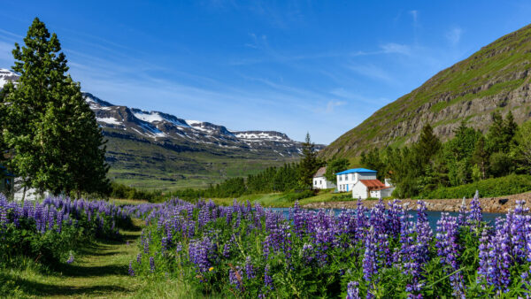 Wallpaper Blue, Covered, Flowers, Nature, Snow, Landscape, Purple, Closeup, Mountains, And, Desktop, Sky, View, Mobile, Under, Field