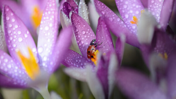 Wallpaper And, Flower, Ladybug, Spring, Desktop, Insect, Drops, With, Crocus, Water