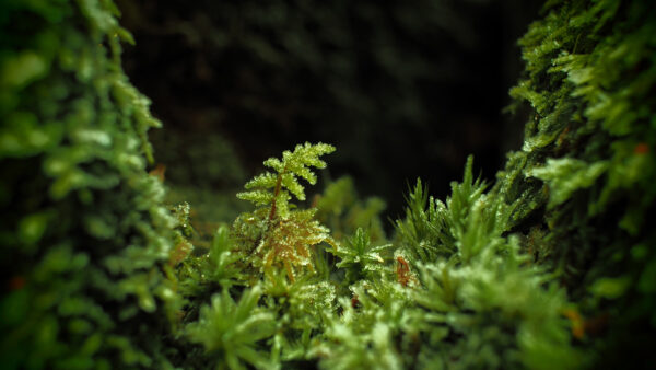 Wallpaper Forest, Plants, Closeup, Desktop, View