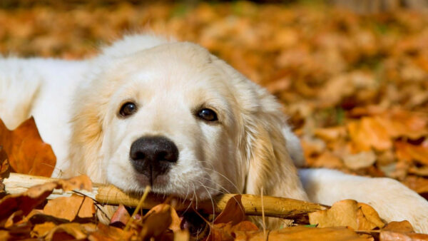 Wallpaper Leaves, Lying, Dog, Dry, Down