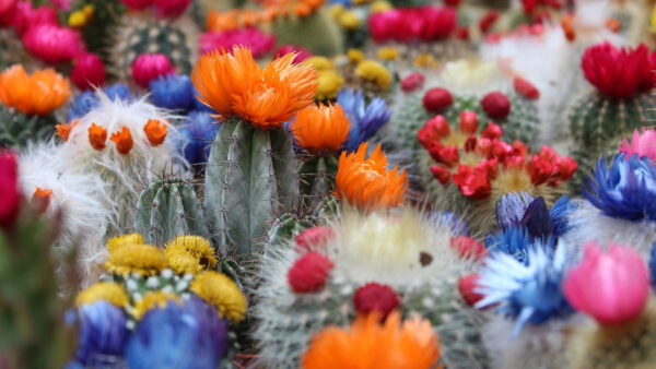 Wallpaper Flowers, Field, Cactus, Colorful
