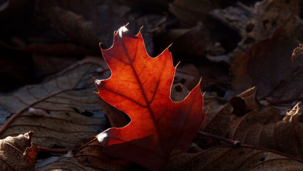 Wallpaper Light, Nature, Landscape, Leaves, Spring, Dry