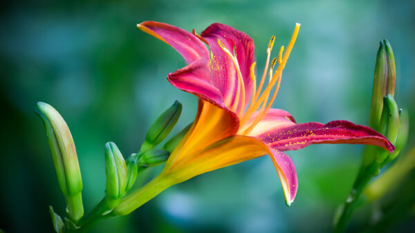 Wallpaper Pink, Green, Background, Dark, Blur, Yellow, Lily, Flowers, Flower