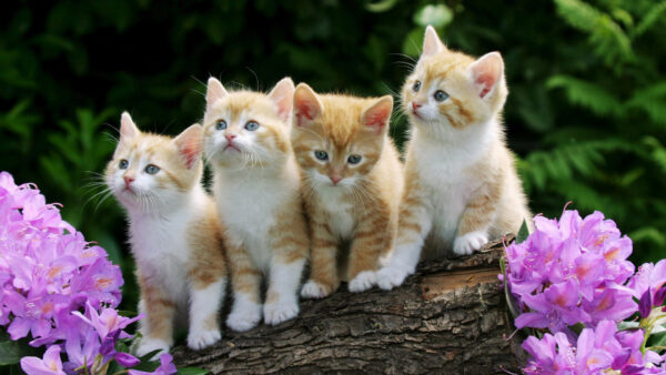 Wallpaper Cute, Kittens, Near, Wood, Standing, Desktop, Kitten, Flowers