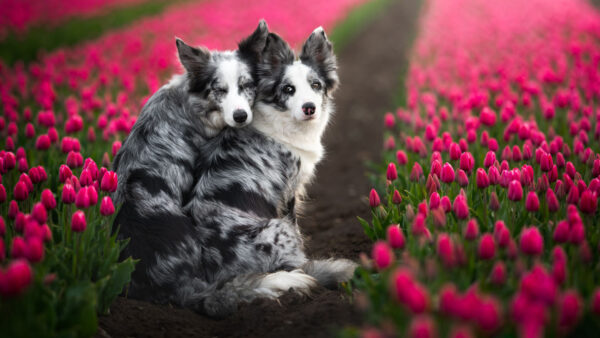 Wallpaper Field, White, Pink, Flowers, Desktop, Black, Tulip, Sitting, Border, Dogs, Dog, Are, Between, Collie