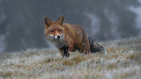 Wallpaper Black, Green, White, And, Fox, Brown, Grass, Walking, Dry