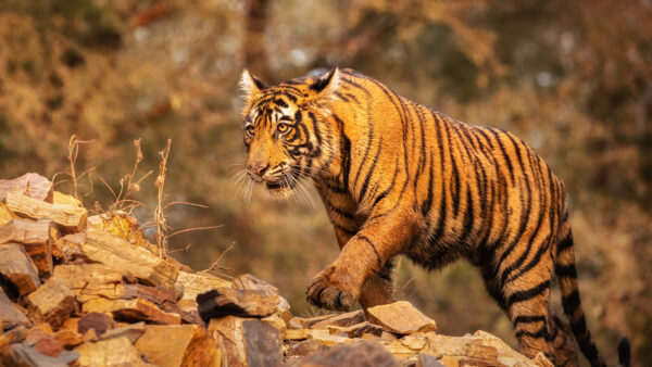 Wallpaper Stones, Background, Bokeh, Walking, Blur, Tiger