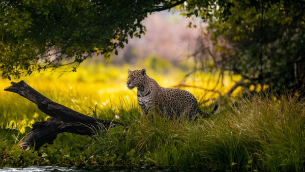 Wallpaper Standing, Grass, Blur, Jaguar, Nature, Background