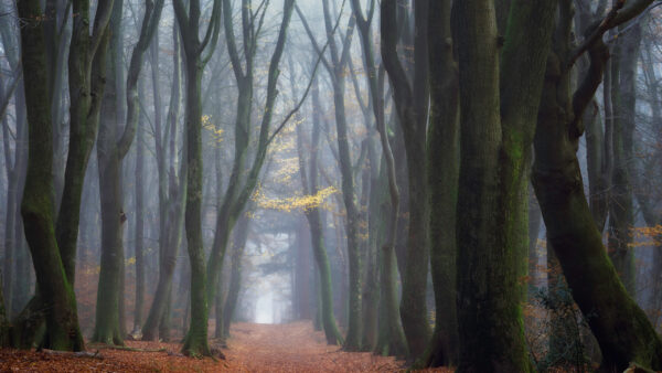 Wallpaper With, Between, Path, Nature, Tree, Trunks, Algae, Green, Leaves, Forest, Dry, Covered