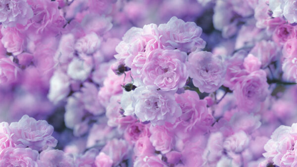 Wallpaper Desktop, Pink, Flowers