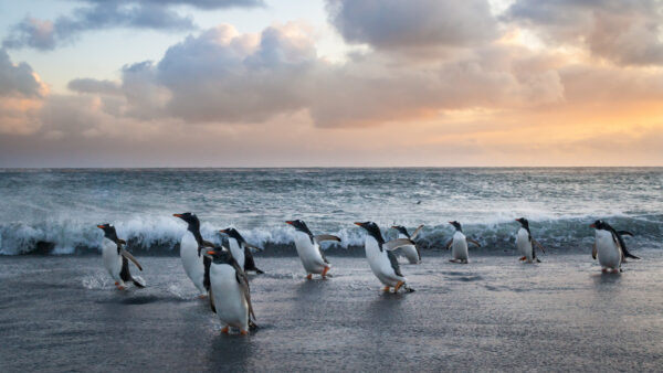 Wallpaper Sand, Beach, Ocean, Penguin, Are, Waves, Background, Standing, Penguins