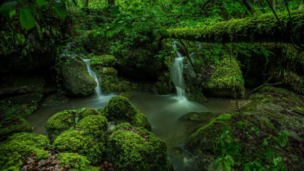 Wallpaper Algae, Nature, Wood, Stream, Covered, Waterfalls, Rocks