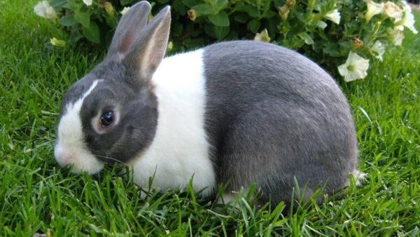 Wallpaper Green, Rabbit, White, Black, Grass