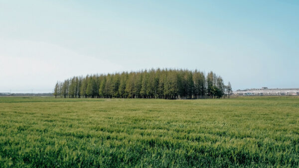 Wallpaper Blue, Green, Trees, Field, Sky, Grass, Nature, Under