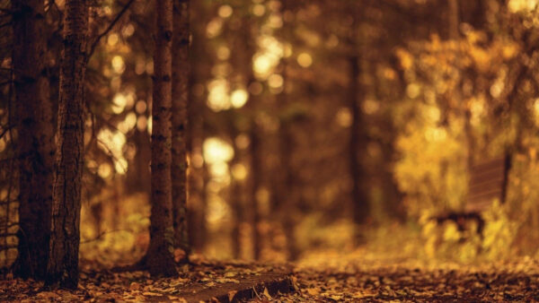 Wallpaper Brown, Background, Bokeh, Aesthetic, Blur, Yellow, Forest, Trees