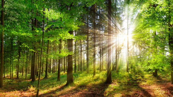 Wallpaper Nature, Trees, Background, Forest, Green, Sunlights, Through